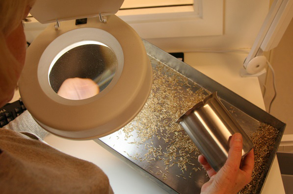 Woman looking at test seeds through a microscope